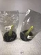 *Polymounts Leveling Mount Lot Of 2 BNYLB43 1/2-13Thread 4 Base Dia. Base x 3" L
