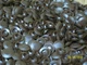 BPF1/2 CAPLUGS BUTTON PLUG BOX of 5000 BPF1/2 CAPLUGS BUTTON PLUG BOX of 5000