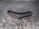 80-83 Honda Primary Drive Chain Assembly # 13610-438-004  CB1000 CB 1000